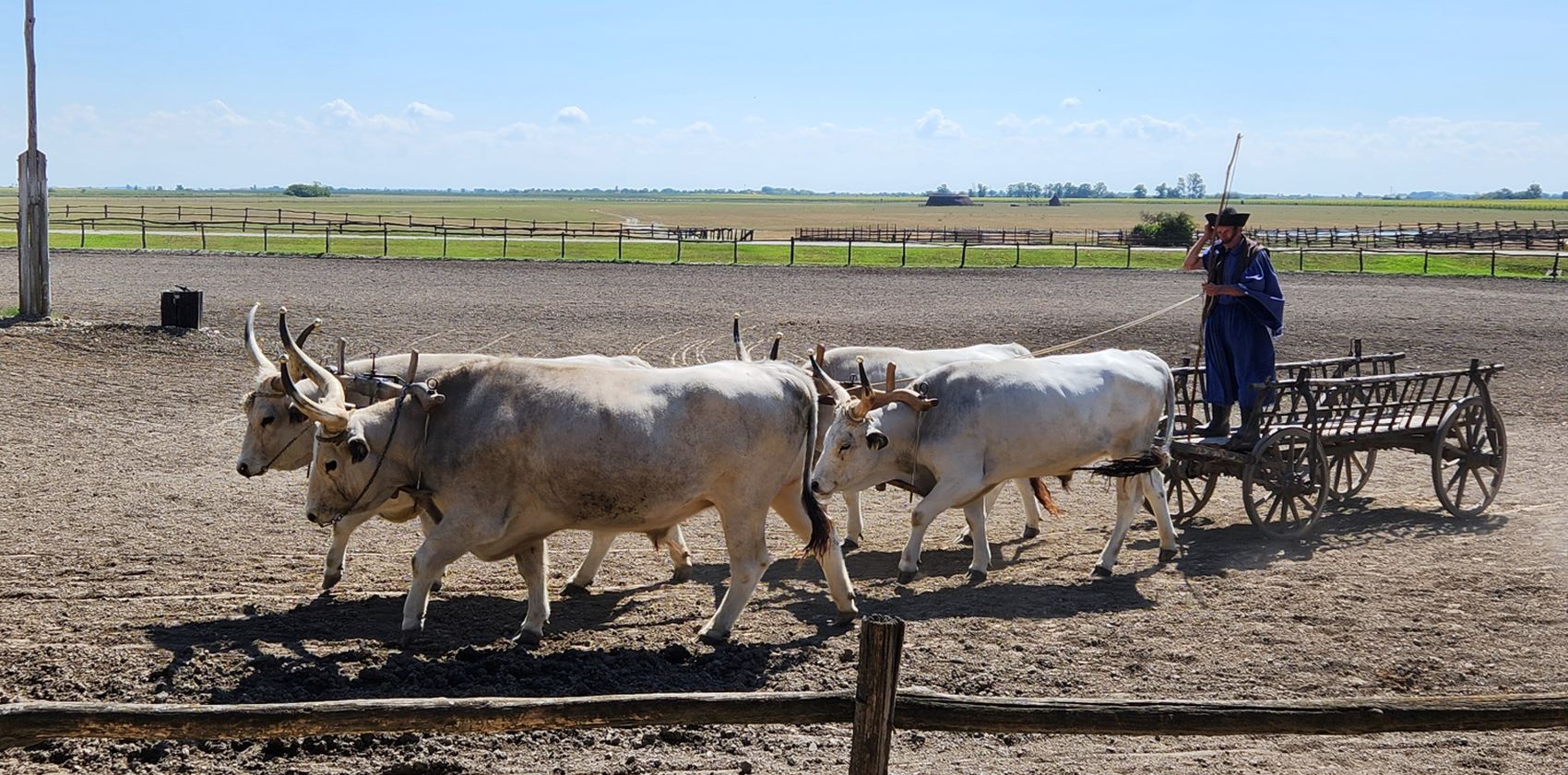 Kalocsa Equestrian Show