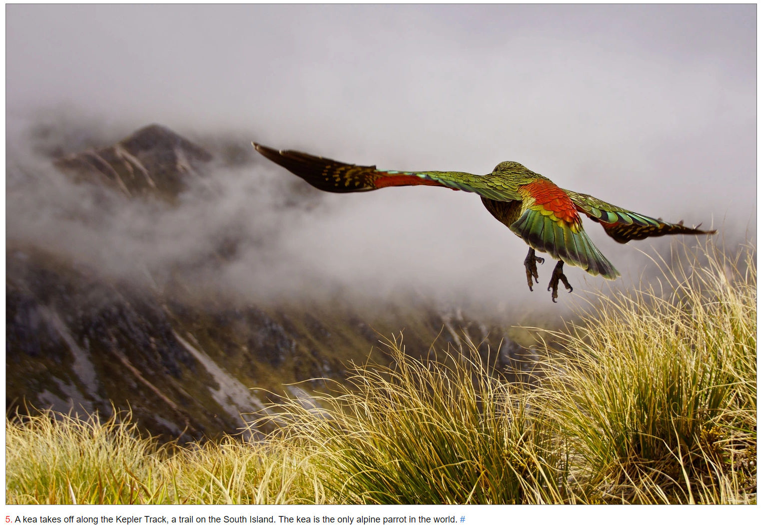 Kea