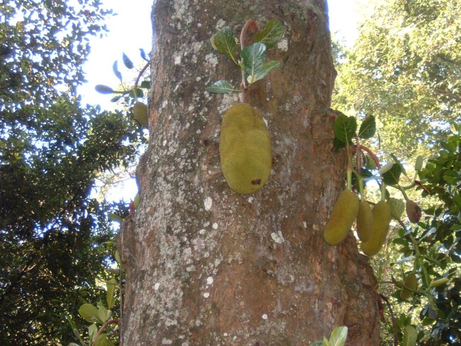 Suzanna Travels to Sri Lanka