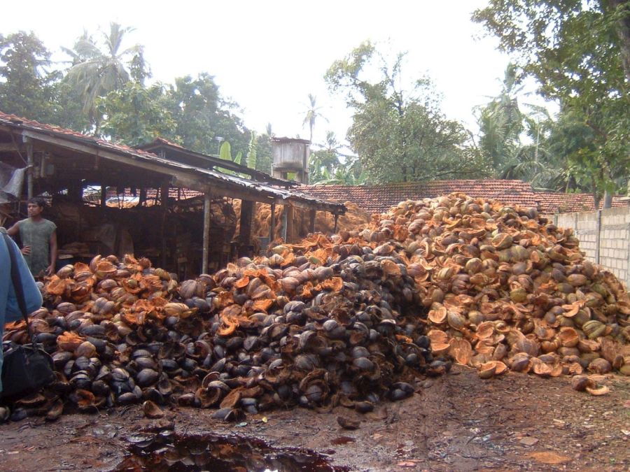 Suzanna Travels to Sri Lanka