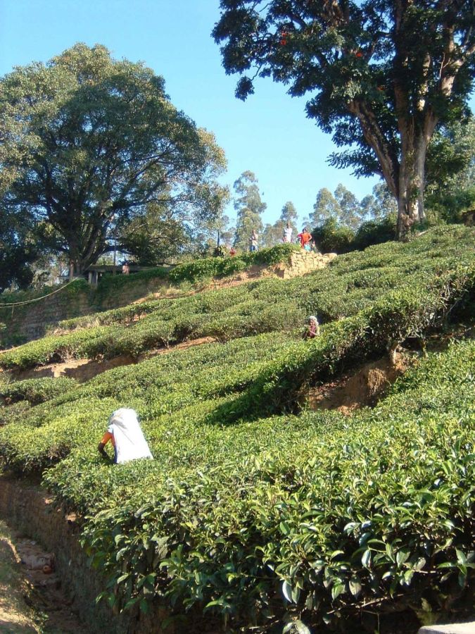 Suzanna Travels to Sri Lanka