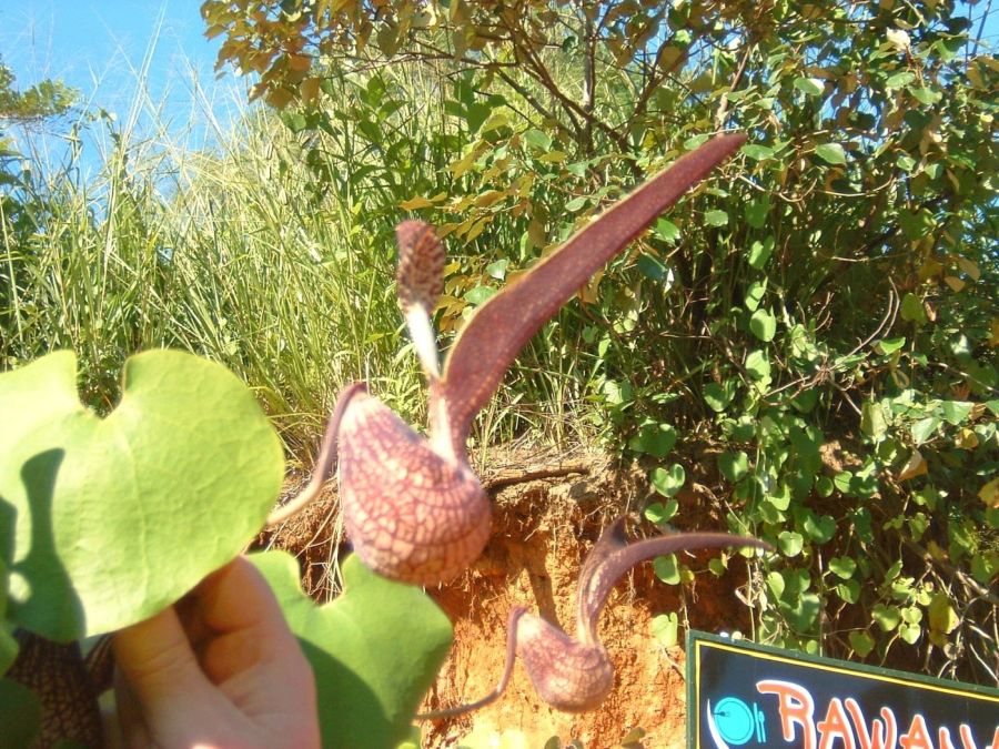 Suzanna Travels to Sri Lanka