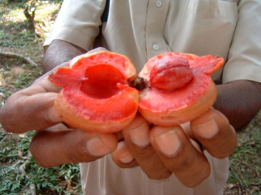 Suzanna Travels to Sri Lanka