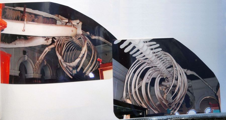 Suzanna Travels to Sri Lanka